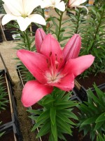 [4092 Cecina DJ No102.JPG]